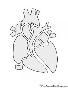 a drawing of the human heart