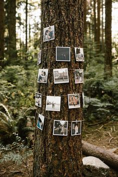 a tree with pictures pinned to it in the woods