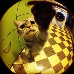 a cat sitting on top of a checkered floor next to a washing machine with it's paw up in the air