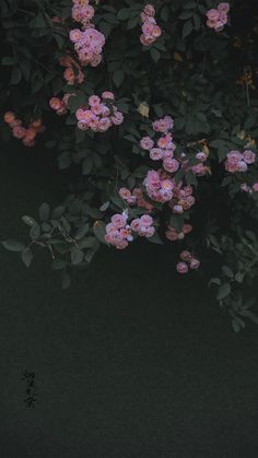 pink flowers blooming on the branches of a tree in front of a dark background