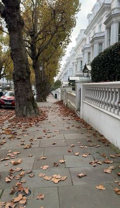 leaves are on the ground next to a tree and sidewalk with cars parked along it