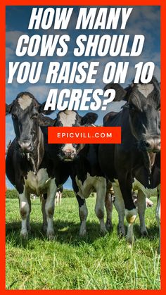 three cows standing in the grass with text overlay how many cows should you raise on 10 acres?