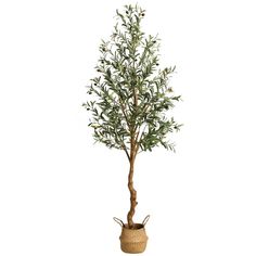 an olive tree in a basket on a white background