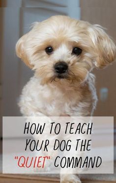 a small white dog sitting on top of a wooden floor next to a sign that says, how to teach your dog the quiet command command