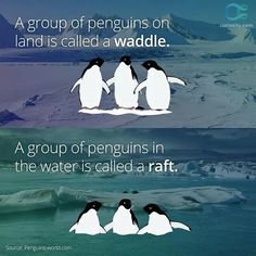 three penguins sitting on top of an ice floet with the caption group of penguins on land is called a waddle