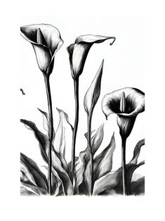 black and white drawing of three calla lilies