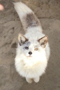 a small white and gray dog standing on top of a sandy ground next to a persons hand