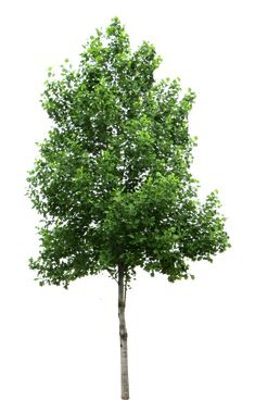 a single tree with green leaves on it