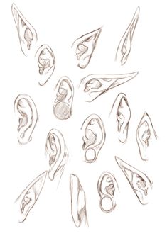 an image of various ear shapes drawn in pencil