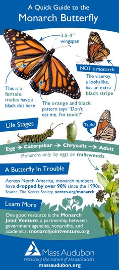 the monarch butterfly life cycle poster