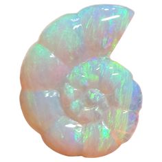 an opalite shell is shown against a white background