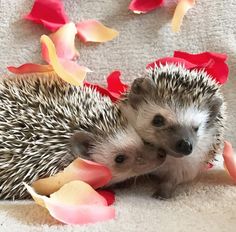 two hedgehogs cuddle together on a white blanket with rose petals scattered around them