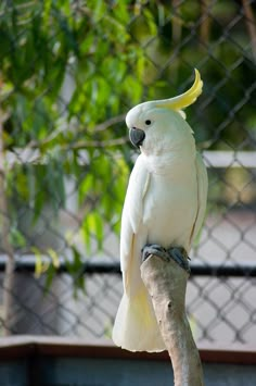 a white cockatoo perched on top of a tree branch in front of a chain link fence