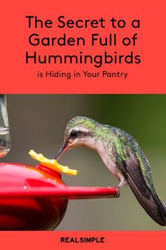 the secret to a garden full of hummingbirds is hiding in your pantry