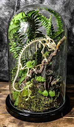 a glass clochet with plants and a skeleton in the middle on a wooden table