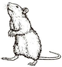 a drawing of a rat sitting on its hind legs