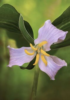 a purple flower with yellow stamens and green leaves in the backgroud