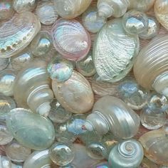 many different types of seashells on display