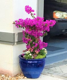 purple flowers growing out of a blue pot on the side of a building next to a car