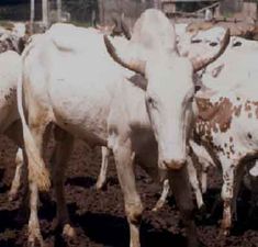 there are many cows standing in the dirt