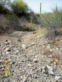 a dirt road with rocks and bushes on the side