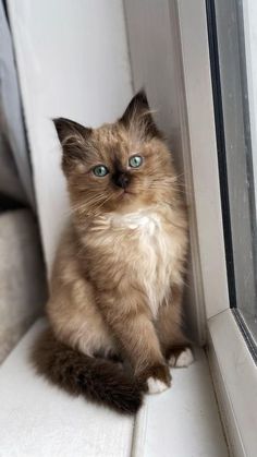 a cat sitting on the floor next to a window sill looking at the camera