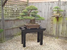 a bonsai tree sitting on top of a black table in a backyard area next to a wooden fence