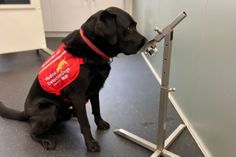 a black dog wearing a red vest sitting on the floor next to a metal rail