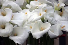 a bunch of white flowers in a vase