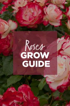 pink roses with the words roses grow guide over it in front of red and white flowers