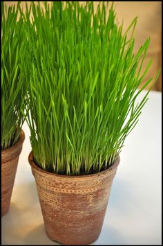 two potted plants with green grass growing out of them