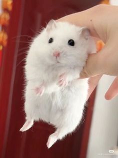 a person holding a small white hamster in their hand