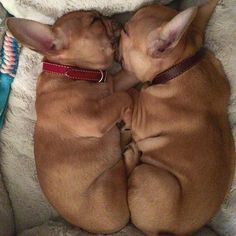 two small dogs are sleeping together on the couch with their heads close to each other