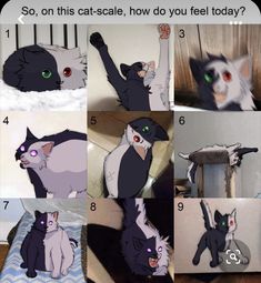 an image of cats doing different things in the same place with caption that reads, so, on this cat scale, how do you feel today?