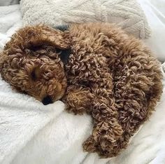 a brown dog sleeping on top of a white blanket