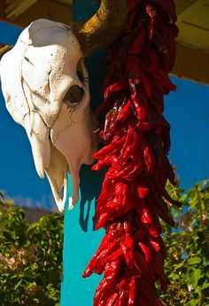 a bull's head hanging from a blue pole with red peppers