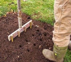 a man standing next to a small tree in the ground with his boots on it