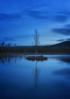 a lone tree stands alone in the middle of a lake at night with blue sky and clouds