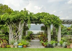 an outdoor garden with potted plants and trees