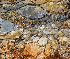 an abstract photograph of rocks and leaves