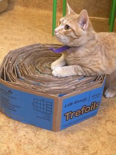 a cat sitting on top of a cardboard box