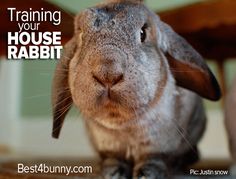 a rabbit with the words training your house rabbit on it's face and ears