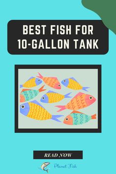 the best fish for 10 - gallon tank is shown in this book, and it's