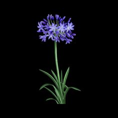 a purple flower with green leaves on a black background