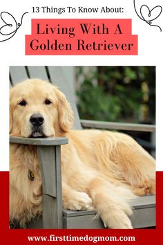 Living With A Golden Retriever - A Golden Retriever lying on a grey Adirondack chair looking at you.  The dog's head is resting on the armrest. Golden Retriever Growth Chart, Golden Retriever Activities, Golden Retriever Sayings, Training A Golden Retriever, Grooming A Golden Retriever, Golden Retriever Summer Haircut, Two Golden Retrievers, Golden Retriever Tips