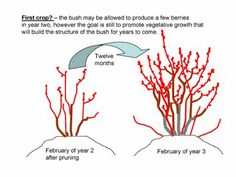 the stages of flowering in winter and early spring are shown with red flowers on them