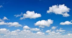 two cows grazing in a field under a blue sky with fluffy white clouds above them