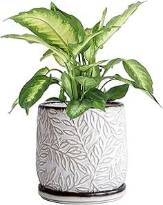 D'vine Dev 6 Inch Embossed Leaves Stoneware Planter Pot with Drainage Hole and Saucer, Smoked White, Set of 1, 27-A-X-1 Ceramic Planter Pots, Ivy Plants, Wood Planter Box, Flower Pots Outdoor, Flower Pot Garden, White Planters, Ceramic Tray, Outdoor Flowers, Self Watering Planter