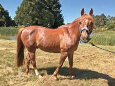 a brown horse standing on top of a grass covered field