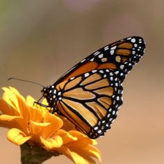 a butterfly sitting on top of a yellow flower